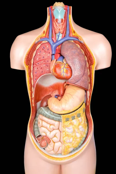 Menselijk lichaam model met organen op zwarte achtergrond — Stockfoto