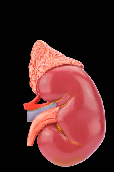 黒い背景の人間の腎臓モデル — ストック写真