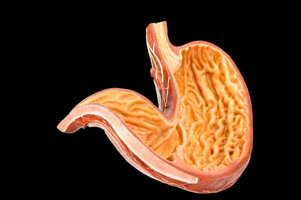 Binnenkant van de menselijke maag model op zwarte achtergrond — Stockfoto