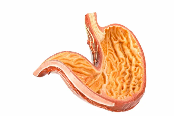 Modell belsejében az emberi gyomor fehér háttér — Stock Fotó