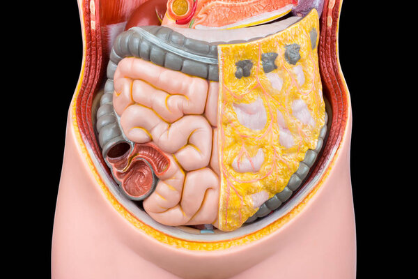 Model of human abdomen with intestines
