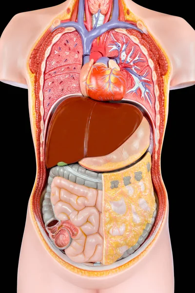 Model ludzkiego tułowia z organami na czarnym tle — Zdjęcie stockowe