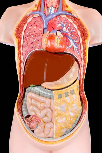 Модель людського тулуба з органами на чорному тлі — стокове фото