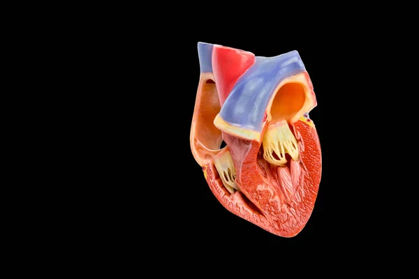 Open menselijk hart model op zwarte achtergrond — Stockfoto