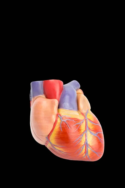 Пластиковая модель человеческого сердца на черном — стоковое фото