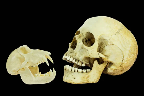 Valódi koponyák emberi és majom fekete háttér — Stock Fotó