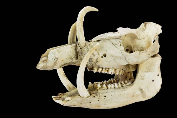 Siyah arka planda yaban domuzu dişleri ile kafatası — Stok fotoğraf