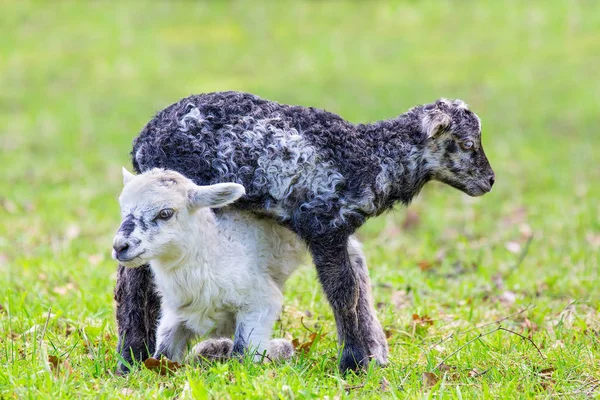 Two newborn lambs play together in green meadow — Stock Photo, Image
