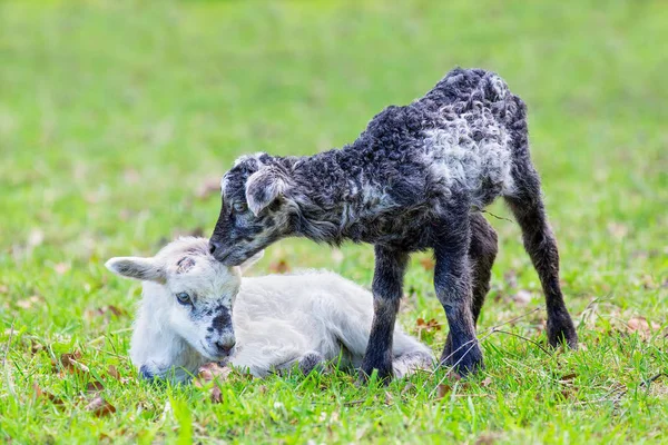 Two newborn lambs together in green meadow — Stock Photo, Image