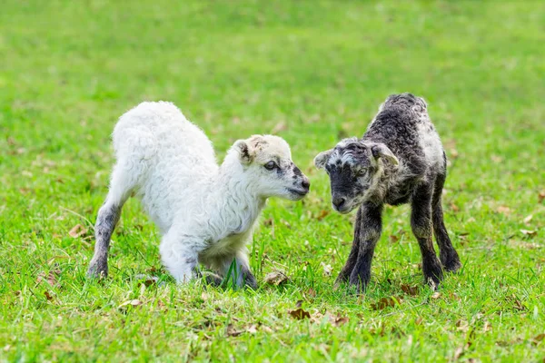Two playing newborn lambs in green meadow — Stock Photo, Image