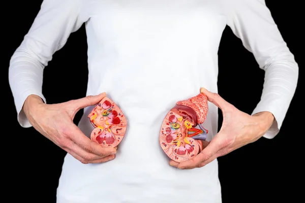Woman holding kidney model at white body — Stock Photo, Image