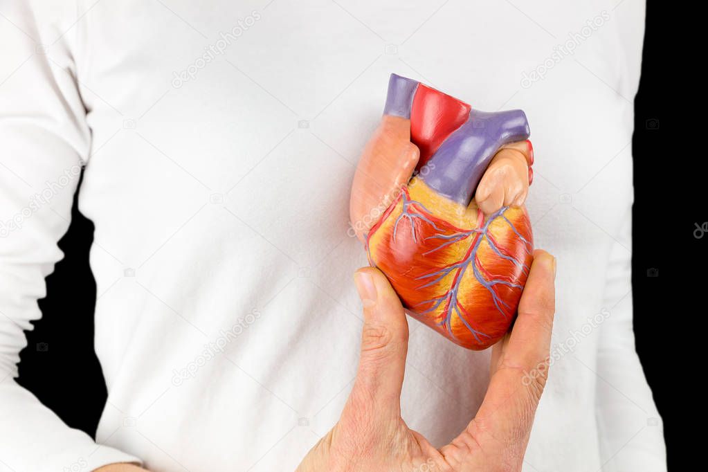 Hand holds heart model in front of white chest