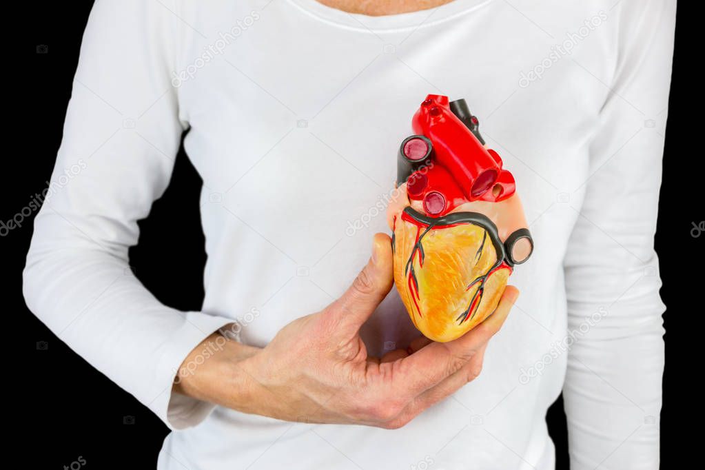 Hand holds human heart model above chest