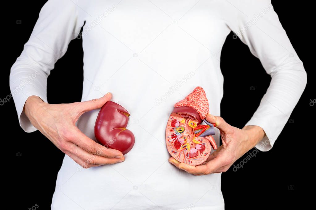 Hands hold model of human kidney  at white body