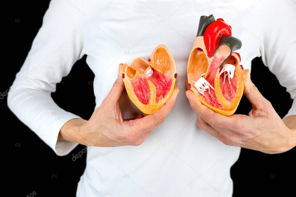 Woman holding human heart model at white body