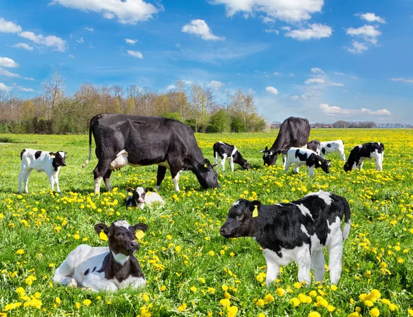네덜란드 꽃 초원에서 소와 송아지의 가축 — 스톡 사진