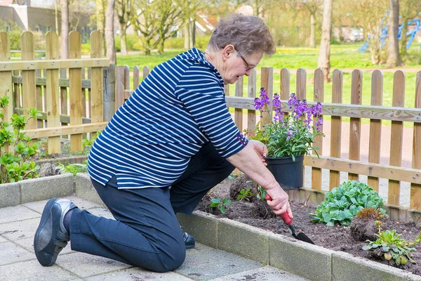 Caucasian senior woman planting pot plant in garden Stock Photo
