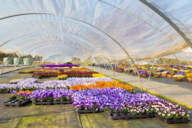 Renkli çiçekli menekşeler ile Hollanda sera