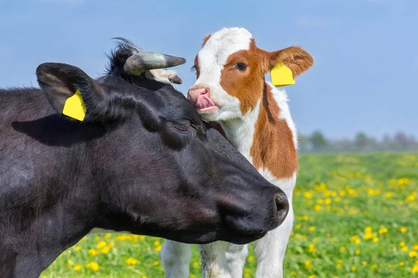 Close up head of mother cow with  calf in meadow — Stock Photo, Image