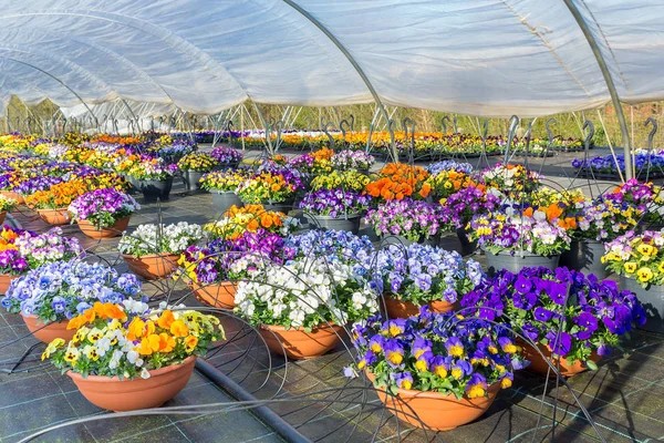 Estufa holandesa com violetas coloridas e irrigação — Fotografia de Stock