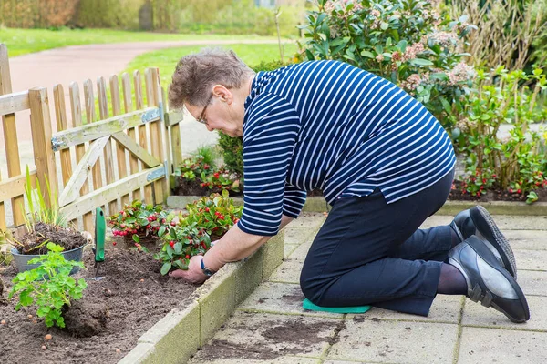 Dutch elderly woman planting perennial in garden Stock Picture