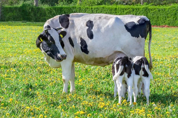 목초지에서 쌍둥이 송아지를 마시는 엄마 소 — 스톡 사진