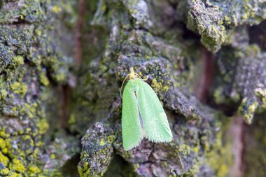 Meşe kabuğu üzerinde yeşil mikro kelebek meşe yaprak rulo