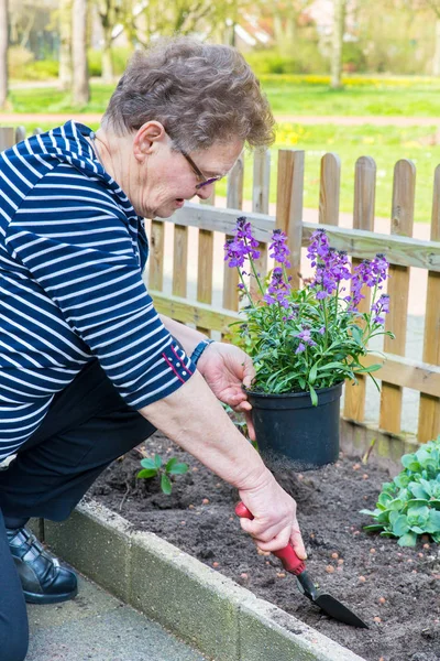 Niederländische Seniorin pflanzt Topfpflanze in Garten — Stockfoto