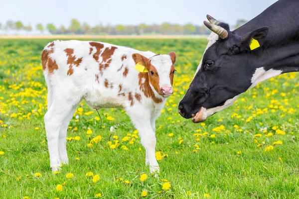 Anyóstehén-fej az újszülött borjú mellett réten — Stock Fotó