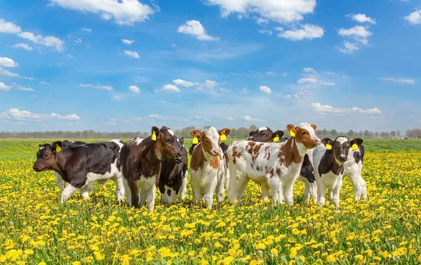 Group of newborn calves together in meadow with dandelions — Stock Photo, Image
