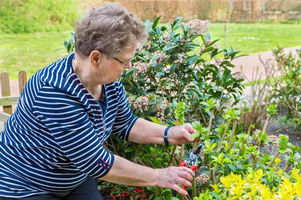 Wanita senior Belanda memangkas cabang hidrangea — Stok Foto