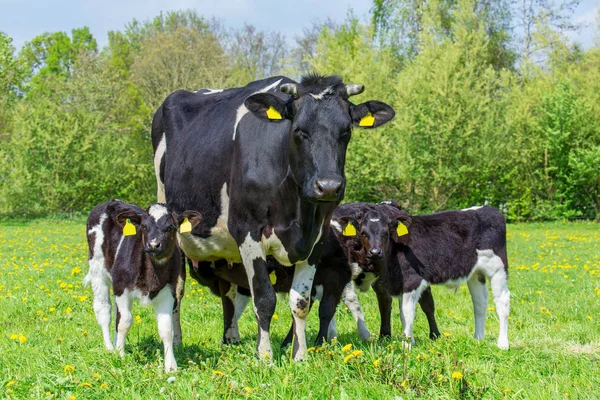 Family mother cow with calves in dutch meadow — Stock Photo, Image