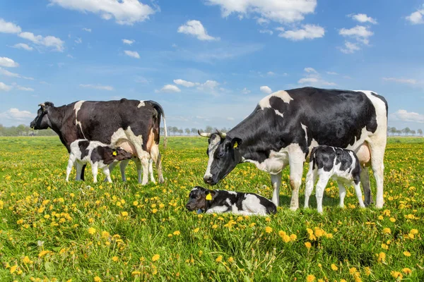 Mother cows with drinking calves in dutch meadow — Stock Photo, Image