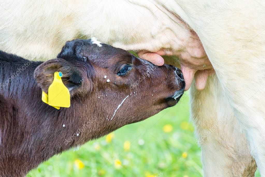 Newborn calf drinking milk from mother cow