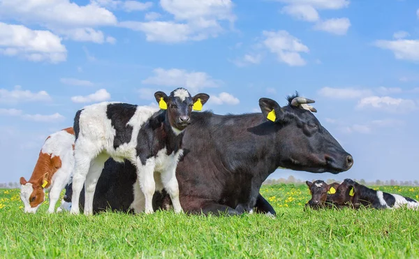 Мать-корова с новорожденными телятами в зеленой траве — стоковое фото