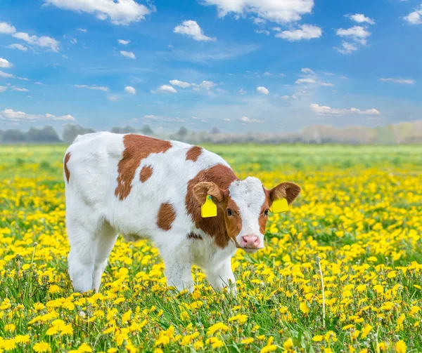 Jedno červené údolí Holštýnska stojící na louce s dandelii — Stock fotografie