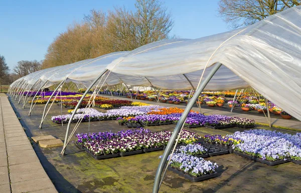 Otwarte holenderskie szklarnie z kolorowymi kwitnące fiołki — Zdjęcie stockowe