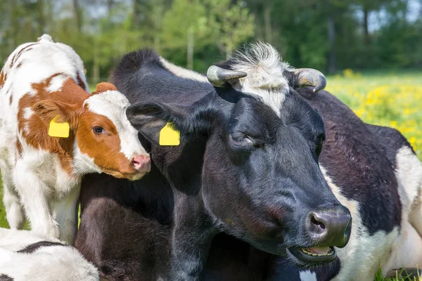 Portrait heads of mother cow with newborn calf — Stock Photo, Image