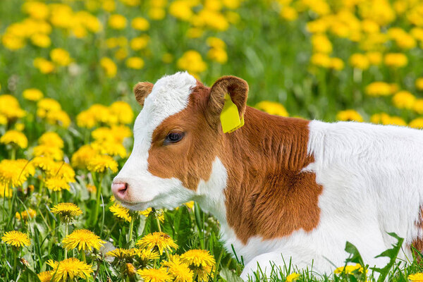 Portrait of newborn calf lying in meadow with dandelions