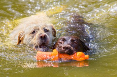 Suda yüzen oyuncak ile iki labradors