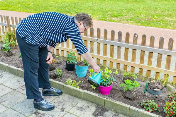 Seniorin gießt Pflanze mit Gießkanne — Stockfoto