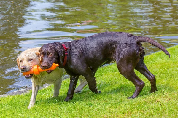 Two labrador dogs biting on orange rubber toy — Stock Photo, Image