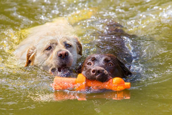 Two labradors with toy swimming in water — Stock Photo, Image