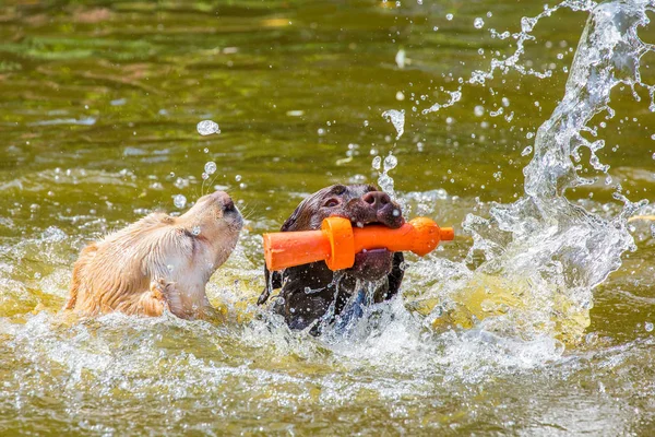 Two labrador dogs with toy swim in water — Stock Photo, Image