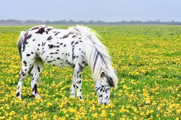 Spotted horse grazing in blooming flower meadow — Stock Photo, Image