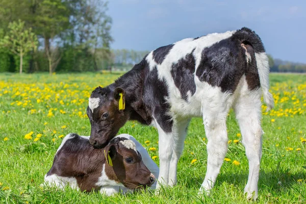 Два новорожденных теленка вместе на голландском лугу — стоковое фото