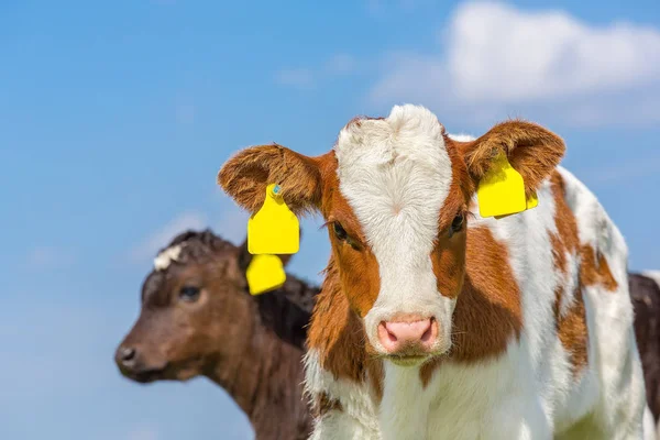 Portrait of two newborn calves with blue sky — Stock Photo, Image