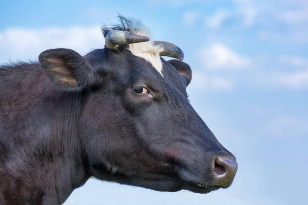 Portrait head of milk cow and sky — Stock Photo, Image
