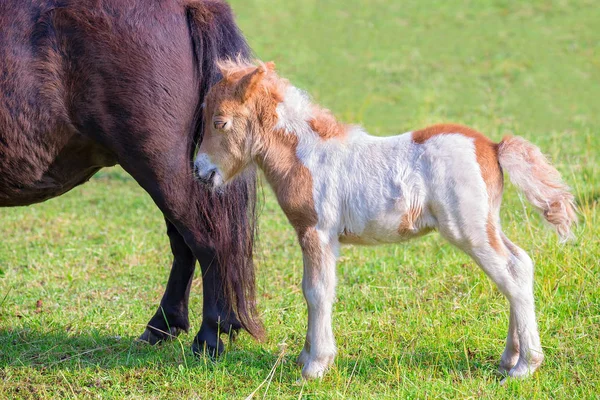 Newborn foal pony together with mother in meadow — Stock Photo, Image