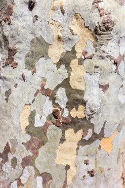 Ağaç gövdesi kabuğu yüzeyini arkaplan olarak detaylandırır